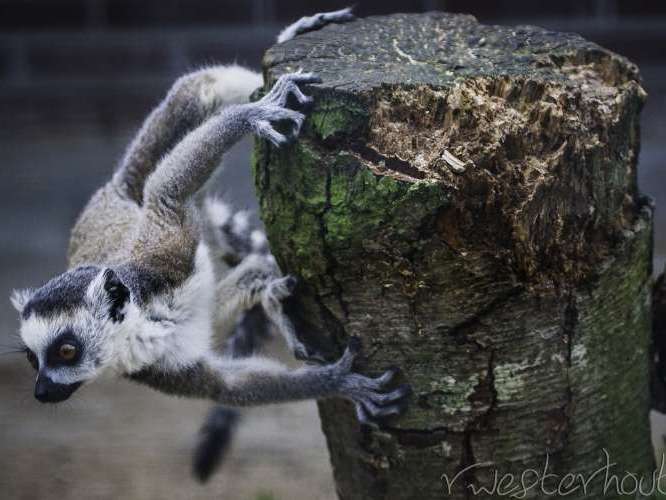 Zoo au Domaine Hoenderdaell